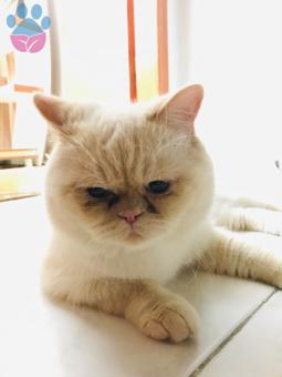 British Shorthair Kızgınlıkta 1 Yaşında