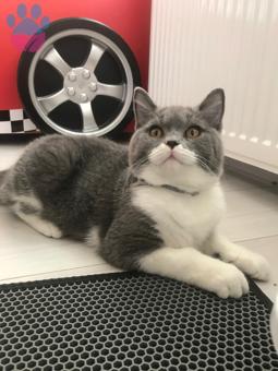 British Shorthair 11 Aylık Kedime Eş Arıyorum