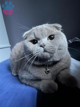 Scottish Fold Kedimize Dişi Arıyoruz