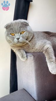 Scottish Fold 1 Yaşında Kedime Eş Arıyorum