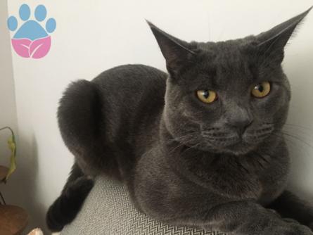 Russian Blue 11 Aylık Oğluma Eş Arıyorum