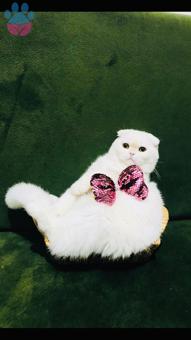 Scottish Fold Kedime Eş Arıyorum