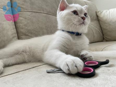 Scottish Fold Paşa’m Eş Arıyor