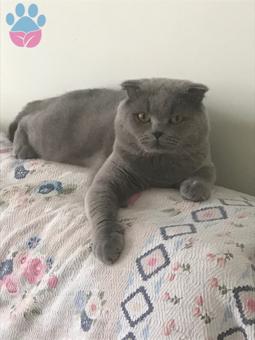 Scottish Fold Oğlumuzu Eş Arıyoruz 3 Yaşında