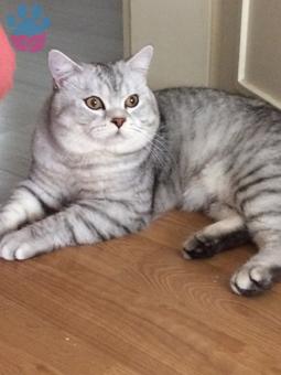 British Shorthair Oğlum Duman Eş Arıyor