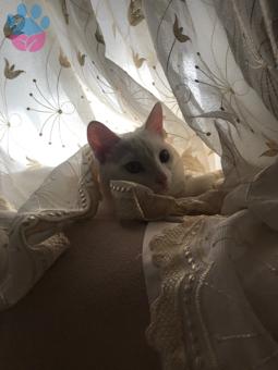 Ankara kedisi 10 Aylık Kızıma Eş Arıyorum