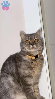 British Shorthair Eş Arıyoruz 11 Aylık