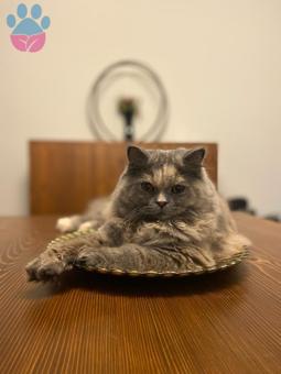 British Longhair Kızıma Eş Arıyorum