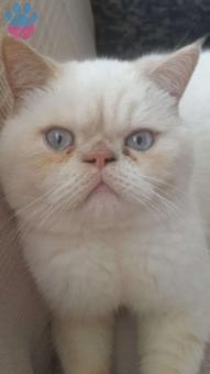 Exotic Shorthair Red Point Oğlumuza Eş Arıyoruz