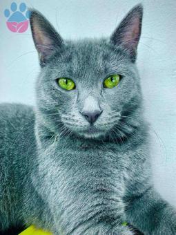 Russian Blue 1 Yaşında Kedime Eş Arıyorum