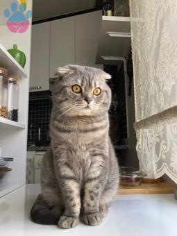 Scottish Fold Oğluma Eş Arıyorum Aşırı Uysal