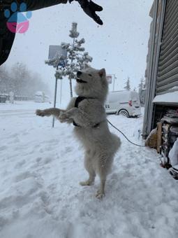 Samoyed Cinsi Paşamıza Eş Arıyoruz