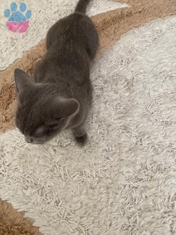 15 Aylık Dişi British Shorthair Kedimize Eş Arıyorum