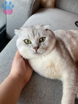 Scottish Fold 1,5 Yaşında Leo Eş Arıyor