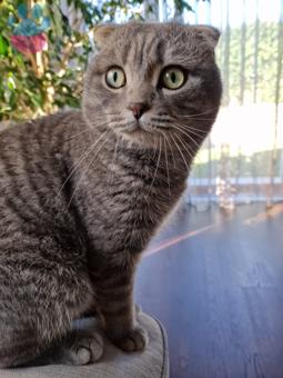 Scottish Fold Tabby Grey Güzel oğlumuza Eş Arıyoruz