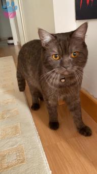 British Shorthair Kedime Dişi Bir Kedi Arıyorum