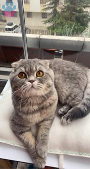 Scottish Fold Oğluma Eş Arıyorum 2 Yaşında