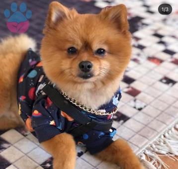 Pomeranian Boo 3 Yaşındaki Oğlumuza Eş Arıyoruz