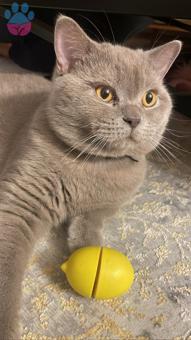 British shorthair Erkek Eş Arıyoruz