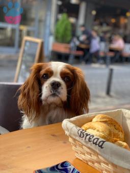 Cavalier King Charles Eş Arıyoruz