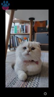 Scottish Fold Cinsi Kızımıza Eş Arıyoruz