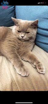 British Shorthair Aşil’e Dişi Kedi Arıyoruz