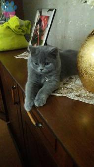 British Shorthair Cinsi Oğlumuza Eş Arıyoruz