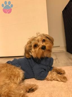 Maltipoo Oğlum Kukiye Eş Arıyorum