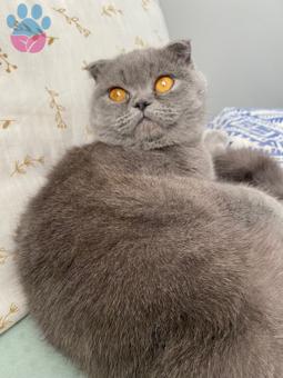 Scottish Fold Gümüş 9,5 Aylık Eş Arıyor