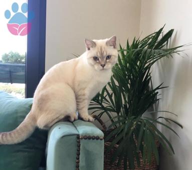 British Shorthair Yakışıklı Kedimize Eş Arıyoruz