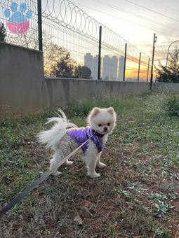 Pomeranian Boo 2 Yaşında Oğluma Eş Arıyorum