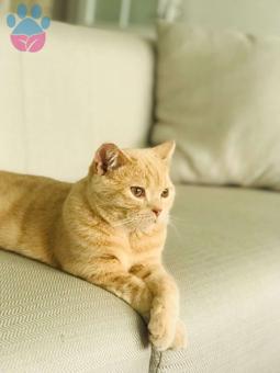 British Shorthair Oğlumuza Eş Arıyoruz