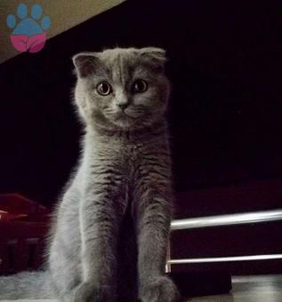 Scottish Fold Oğlumuza Eş Arıyoruz 1 Yaşında