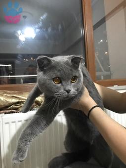 British Shorthair Cinsi Oğluma Eş Arıyorum