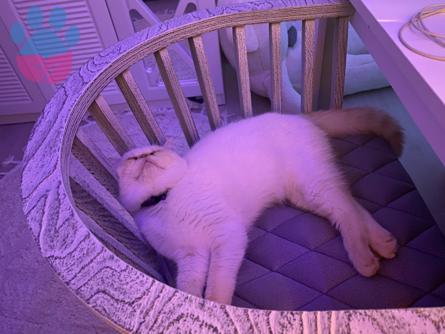 Exotic Shorthair Leo&#8217;ya Eş Arıyoruz