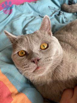 British Shorthair Oğluma Dişi Eş Arıyorum