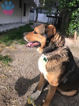 Köpeğime Eş Arıyorum