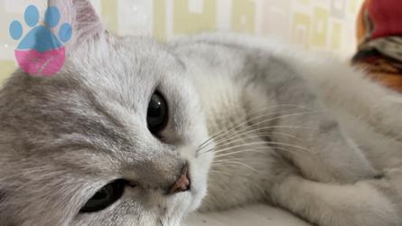 British Shorthair Kızımıza Uygun Eş Arıyoruz