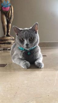 British Shorthair Kızımıza Eş Arıyoruz