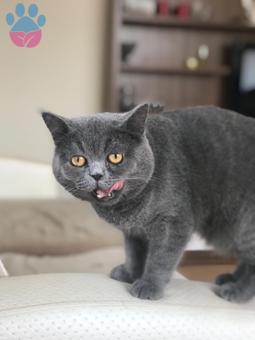 British Shorthair Erkek Kedime Eş Arıyorum