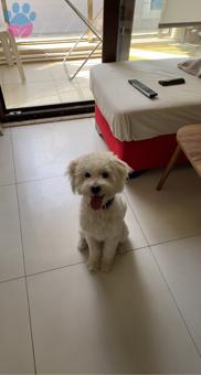 Maltese Terrier Oğluşuma Eş Arıyorum