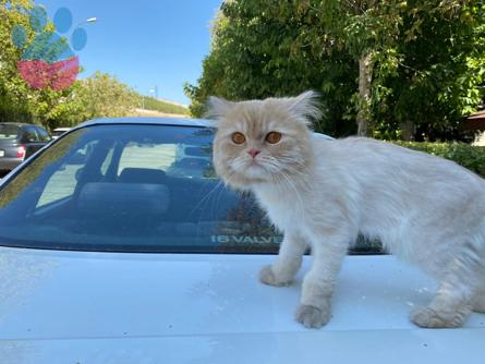 Chinchilla Cinsi Oğlumuza Eş Arıyoruz