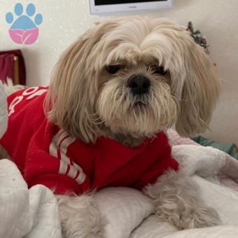 Shih-Tzu Erkek Köpeğime Dişi Eş Arıyorum