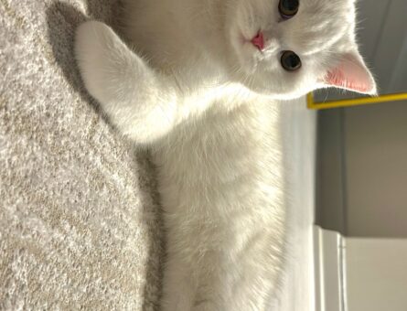 British Shorthair Kızıma Eş Arıyorum