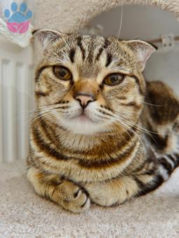 Scottish Fold Alex&#8217;e Eş Arıyoruz