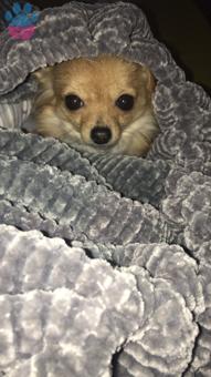 1 Yaşında Chihuahua Cinsi Kızıma Eş Arıyorum