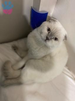 Scottish Fold Sütlaçımıza Eş Arıyoruz