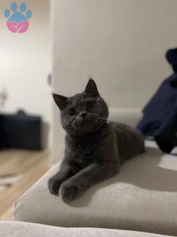 British Shorthair Kızımıza Eş Arıyoruz