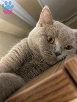 British Shorthair 1 Yaşındaki Pamuğumuza Eş Arıyoruz