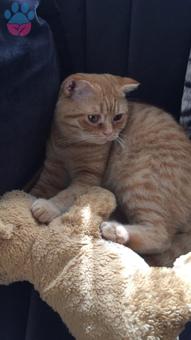 British Shorthair Oğlumuza Eş Arıyoruz